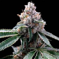 Florida Lemons Feminizada de DNA Genetics