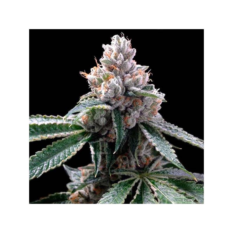 Florida Lemons Feminizada de DNA Genetics