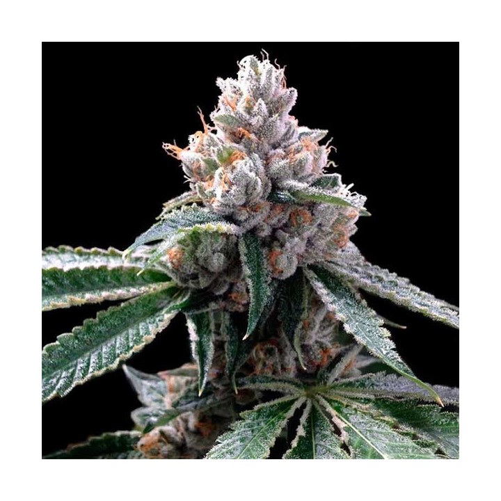 Florida Lemons Feminizada de DNA Genetics