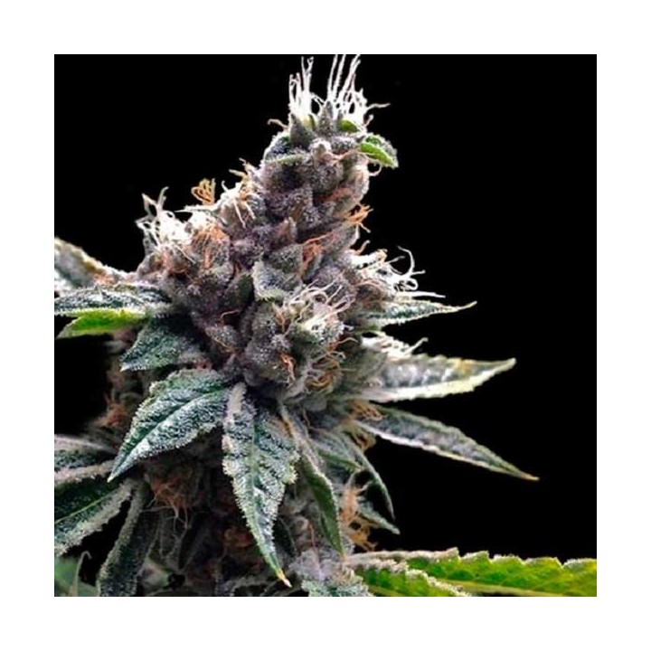 Florida Og Feminizada de DNA Genetics