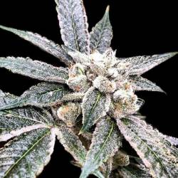 Golden Berry Feminizada de DNA Genetics