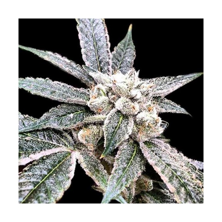 Golden Berry Feminizada de DNA Genetics