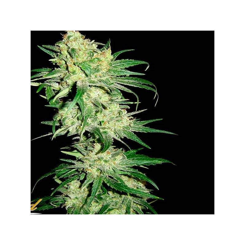 Hitman Og Regular Hitman Og Regular
