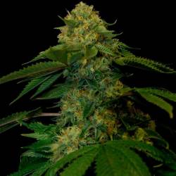 Holy Grail Kush Feminizada de DNA Genetics