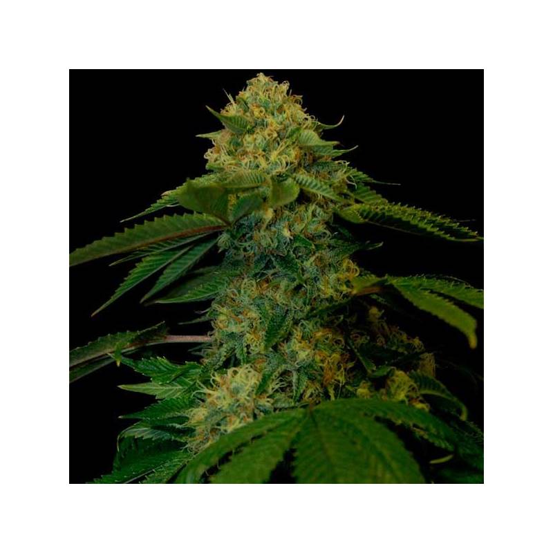 Holy Grail Kush Feminizada de DNA Genetics