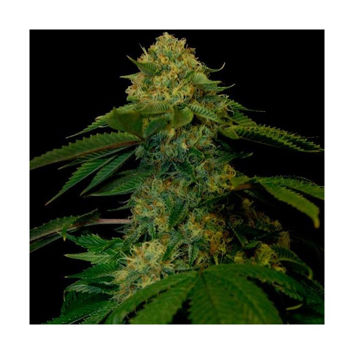 Holy Grail Kush Feminizada de DNA Genetics