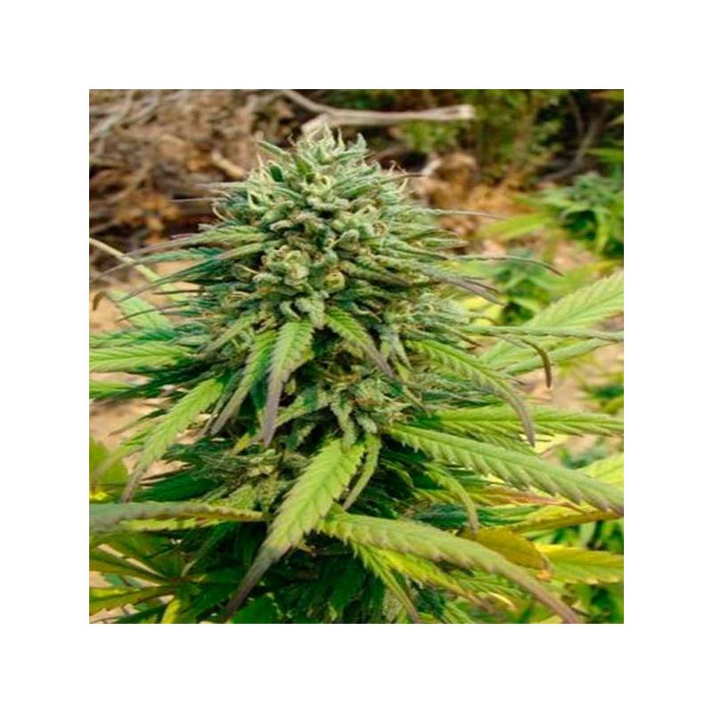 Kandy Kush Feminizada de DNA Genetics