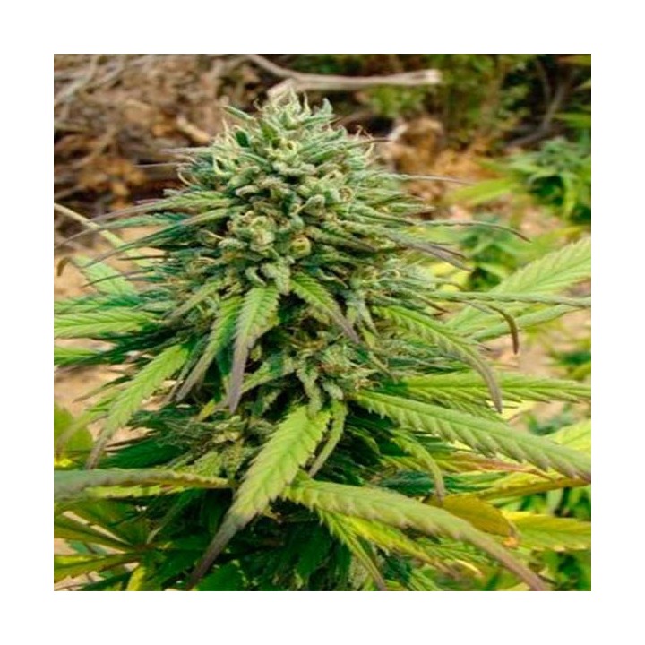 Kandy Kush Feminizada de DNA Genetics