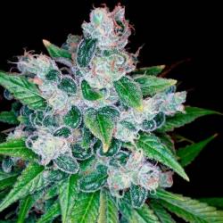 Kandy Kush X Skunk Regular de DNA Genetics