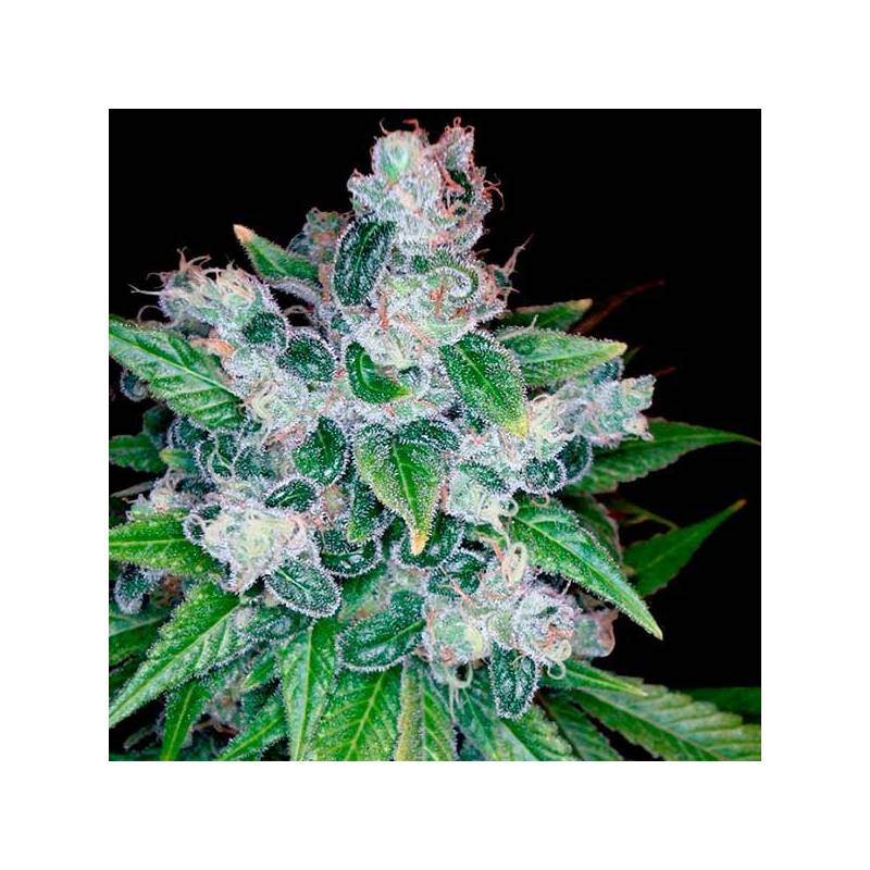 Kandy Kush X Skunk Regular Kandy Kush X Skunk Regular