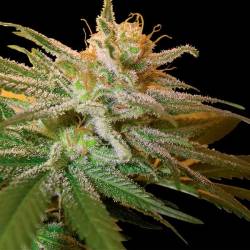 Kushberry Feminizada de DNA Genetics