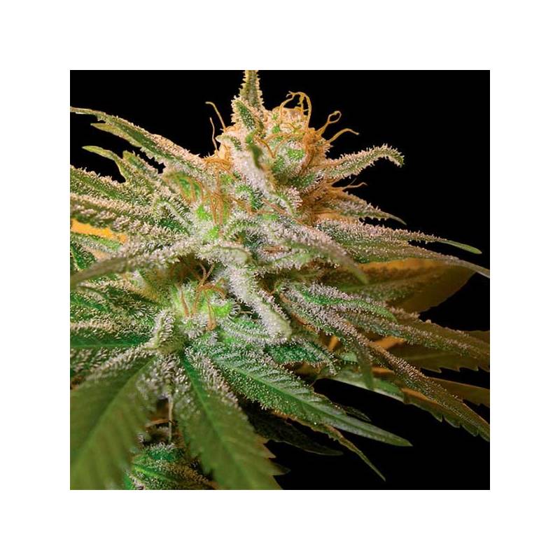 Kushberry Feminizada de DNA Genetics