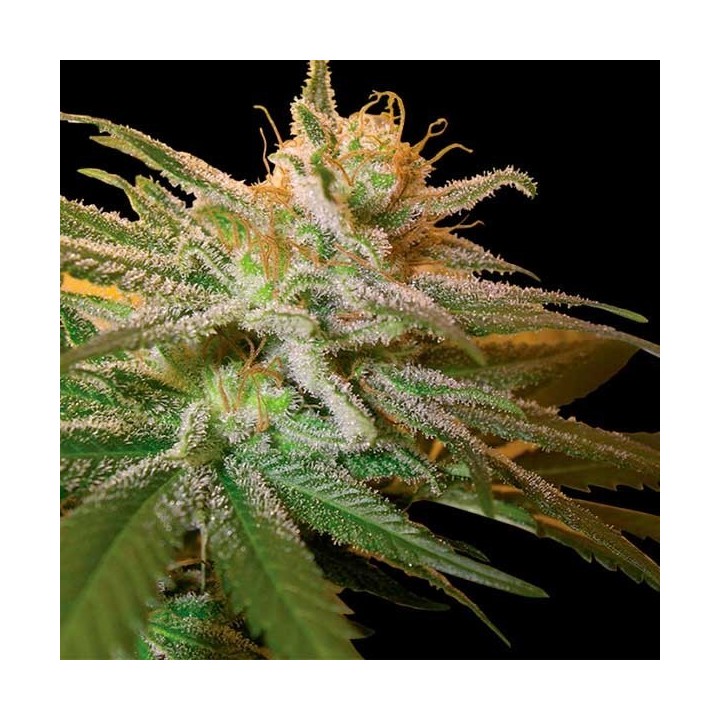 Kushberry Feminizada de DNA Genetics