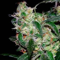 La Cannalope Feminizada de DNA Genetics