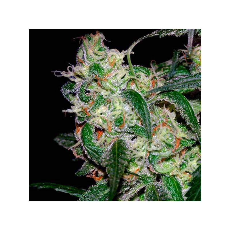 La Cannalope Feminizada de DNA Genetics