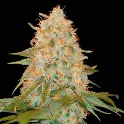 La Chocolat Feminizada de DNA Genetics