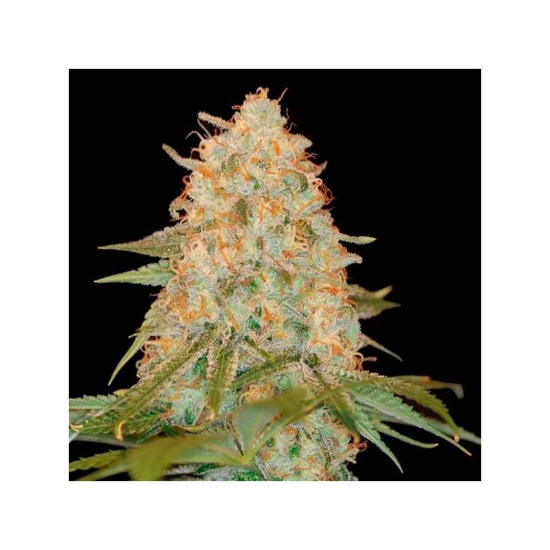 La Chocolat Feminizada de DNA Genetics