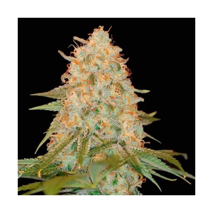 La Chocolat Feminizada de DNA Genetics