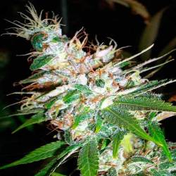 La Woman Feminizada de DNA Genetics