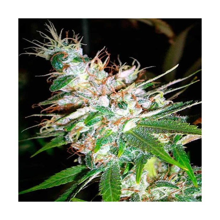 La Woman Feminizada de DNA Genetics