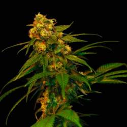 Lemon Og Kush