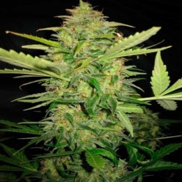 Lemon Skunk Feminizada de DNA Genetics