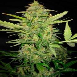 Lemon Skunk Feminizada de DNA Genetics