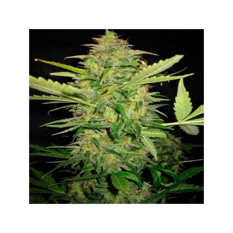 Lemon Skunk Feminizada de DNA Genetics