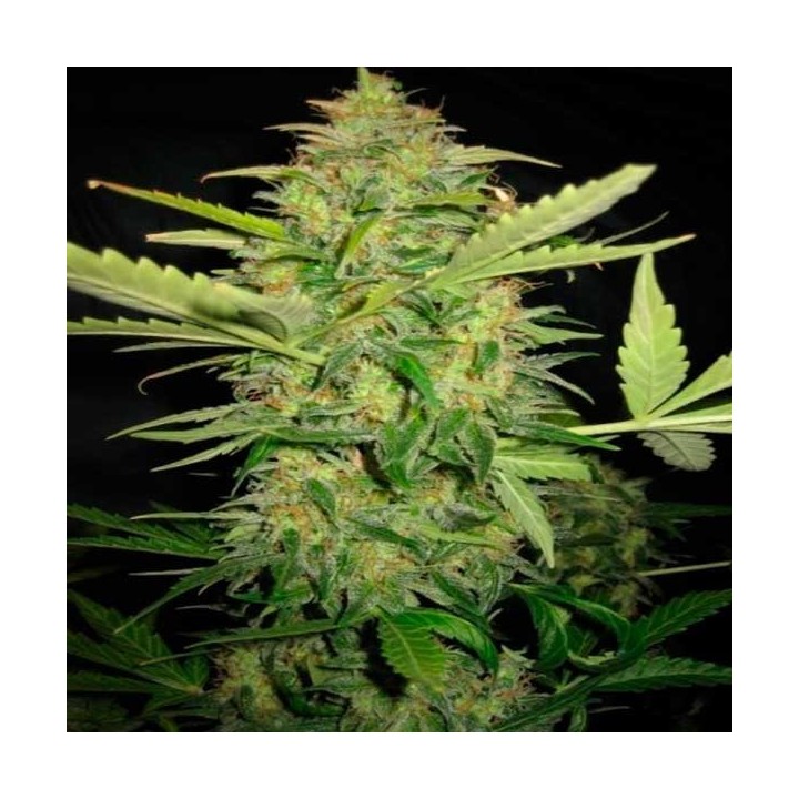 Lemon Skunk Feminizada de DNA Genetics