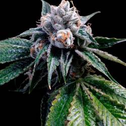 Lemon Walker Feminizada de DNA Genetics