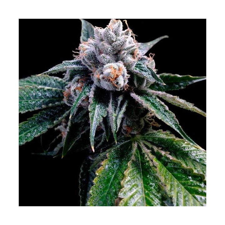 Lemon Walker Feminizada de DNA Genetics