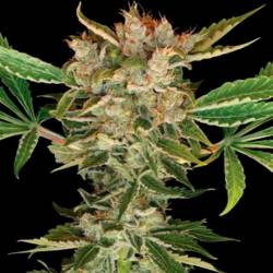 Martian Kush Feminizada de DNA Genetics