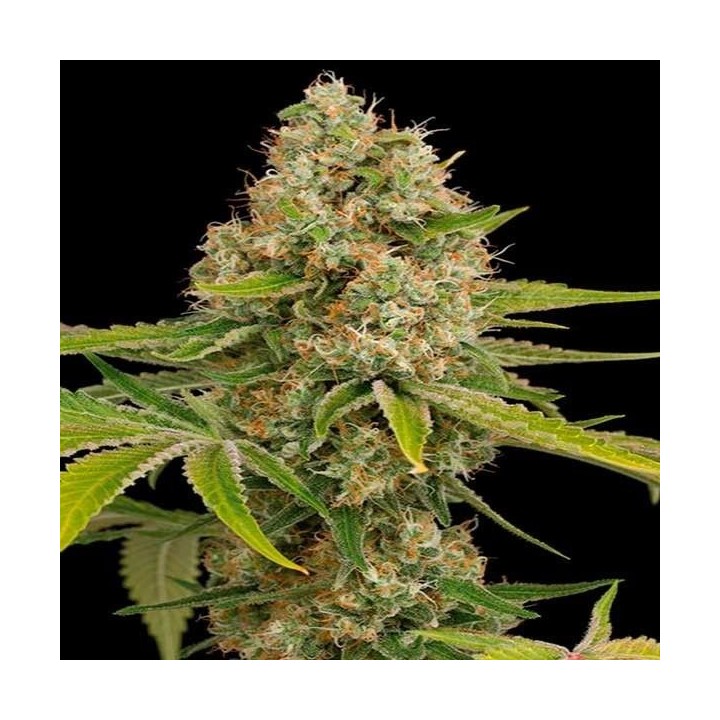 OG Kush Feminizada de DNA Genetics