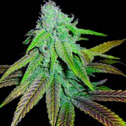 P.C.K. Regular de DNA Genetics