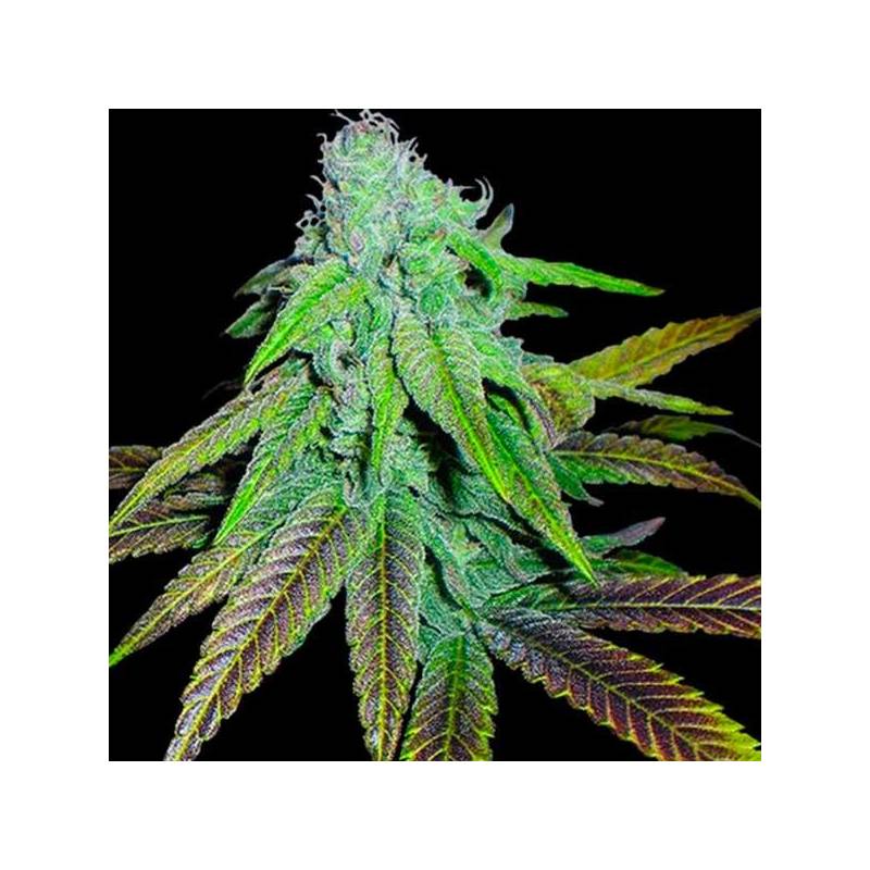 P.C.K. Regular de DNA Genetics