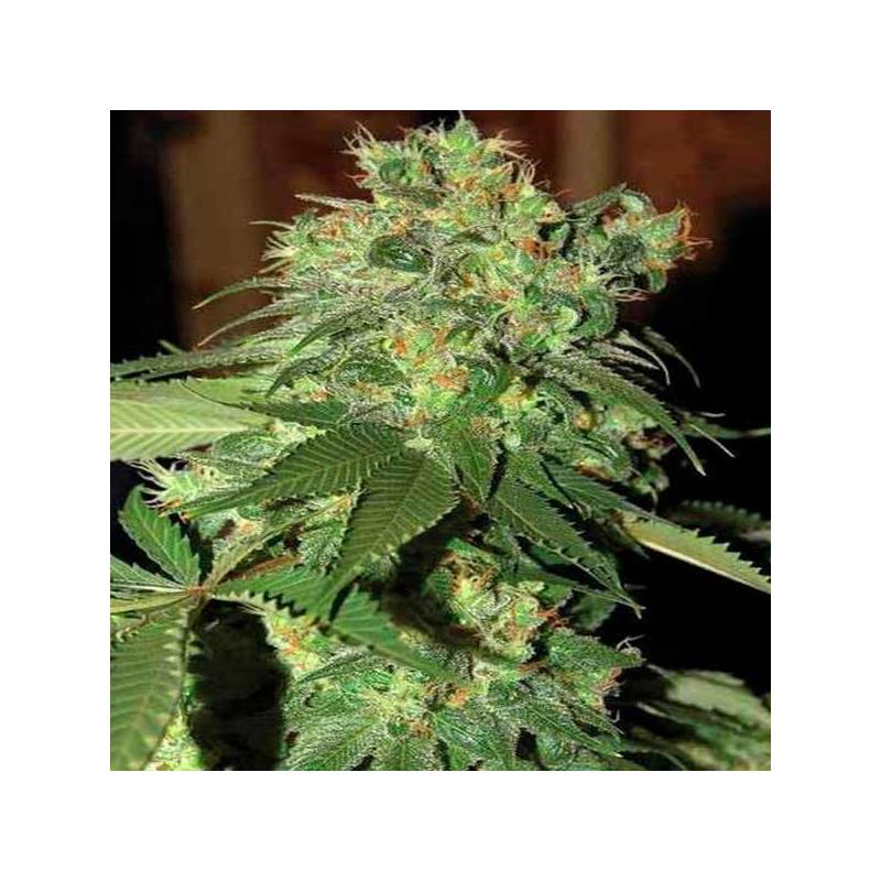 R.K.S. Feminizada de DNA Genetics