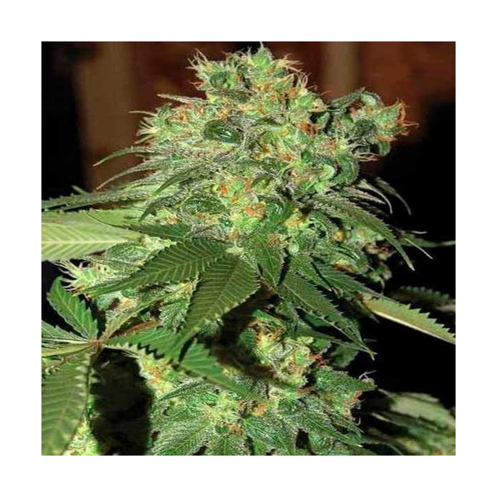 R.K.S. Feminizada de DNA Genetics
