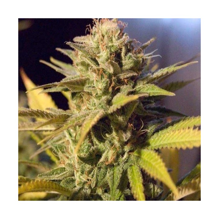 Silver Bubble Regular de DNA Genetics