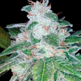 Silver Kush Feminizada de DNA Genetics