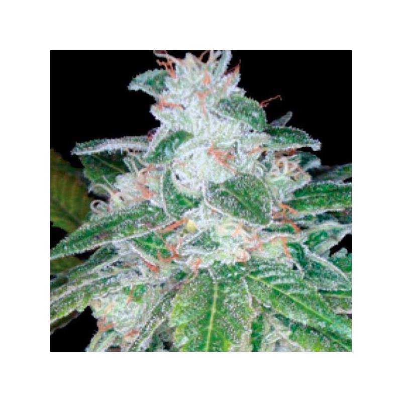 Silver Kush Feminizada de DNA Genetics