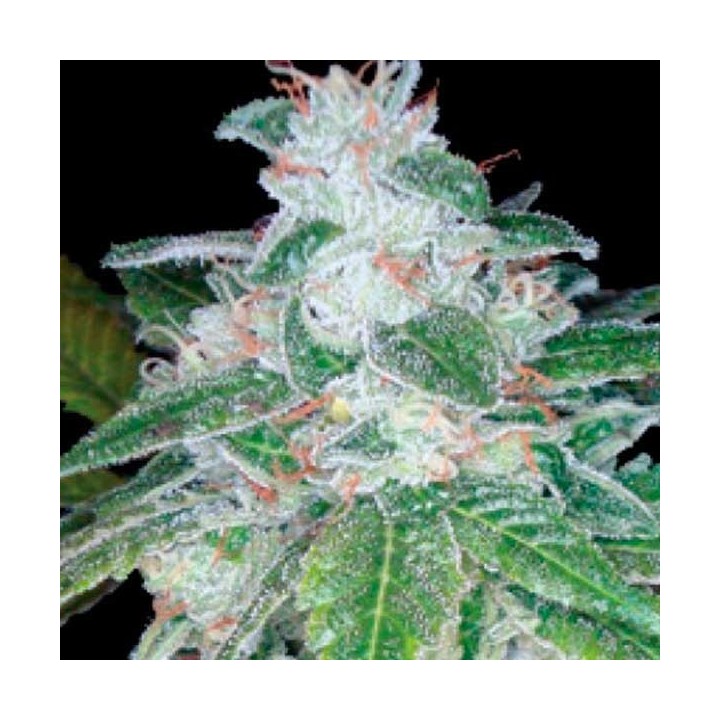 Silver Kush Feminizada de DNA Genetics
