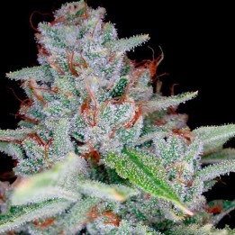 Skywalker Kush Feminizada de DNA Genetics