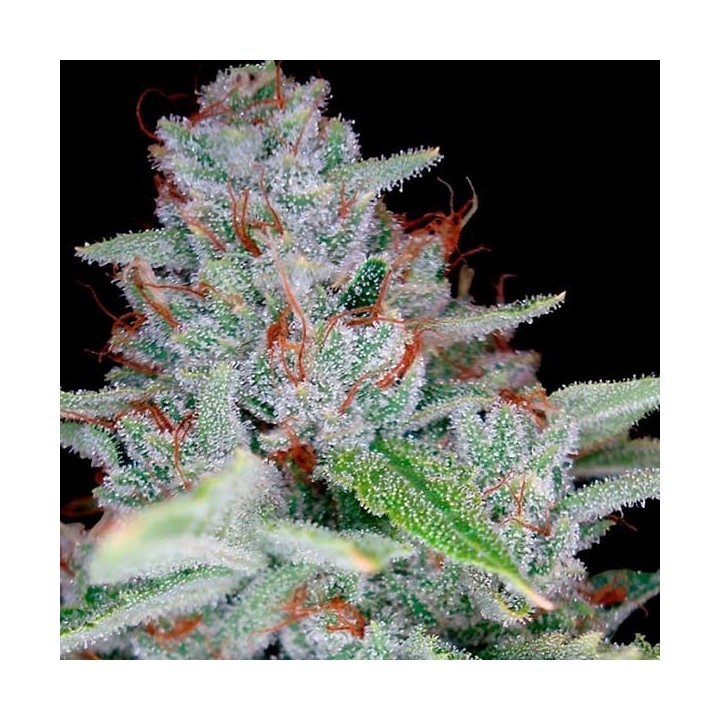 Skywalker Kush Feminizada de DNA Genetics