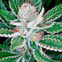 Sleestack Feminizada de DNA Genetics