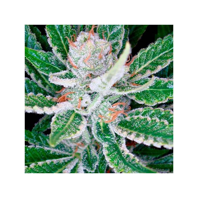 Sleestack Feminizada de DNA Genetics