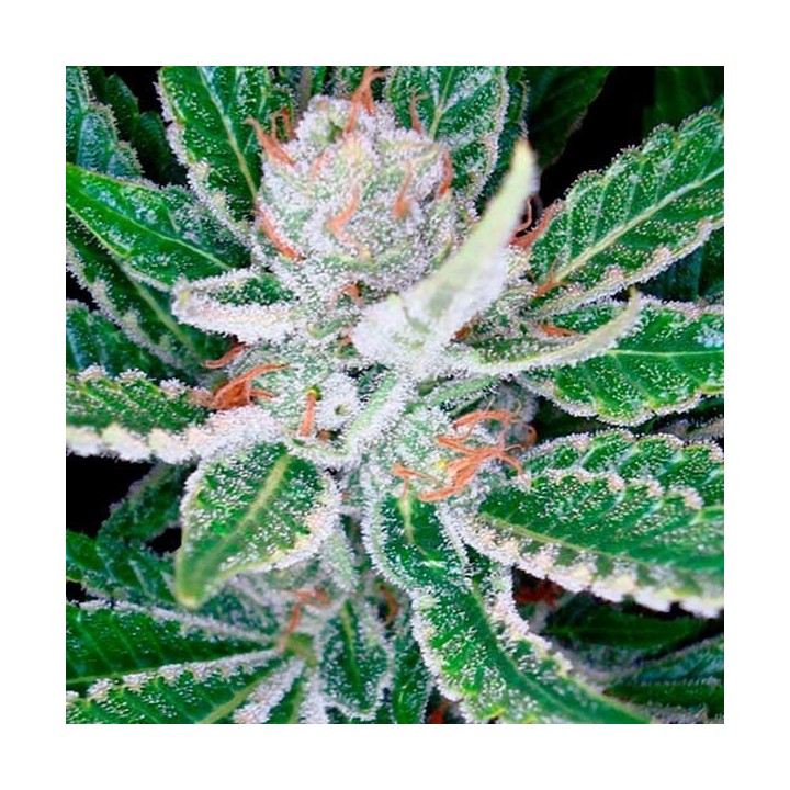 Sleestack Feminizada de DNA Genetics