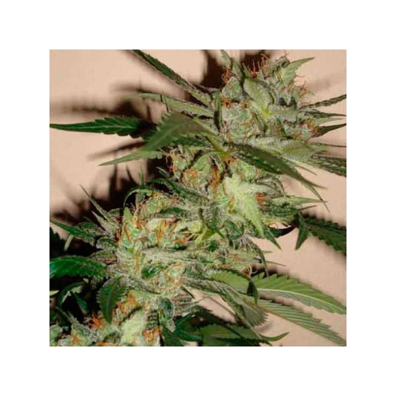 Sleestack X Skunk Regular Sleestack X Skunk Regular