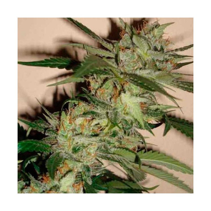 Sleestack X Skunk Regular de DNA Genetics