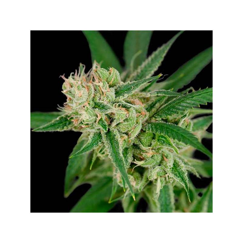 Sour Banana Sherbet Regular de DNA Genetics