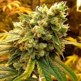 Sour Diesel Feminizada de DNA Genetics